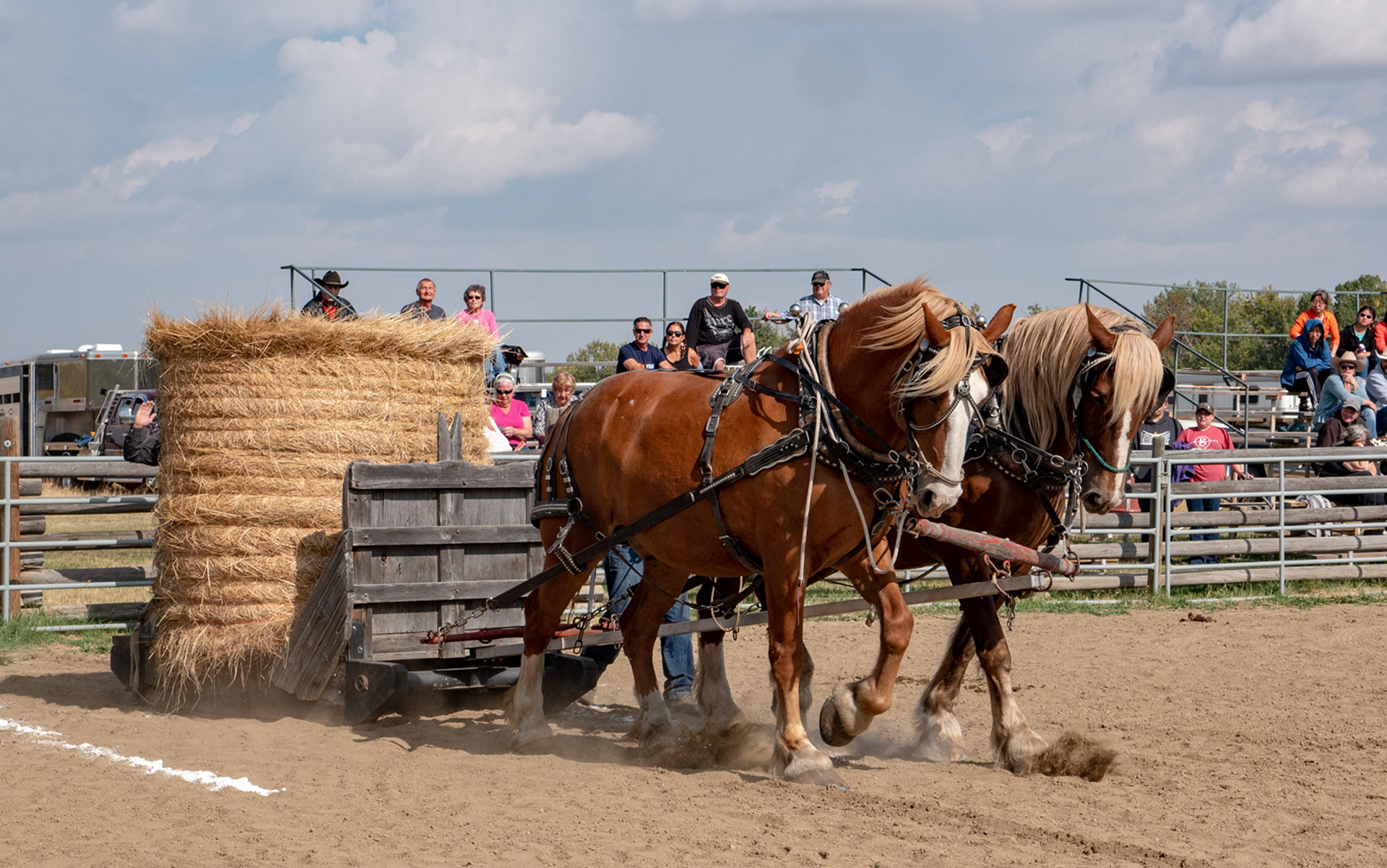 Two draft horses pull a loaded wagon of hay past cheering spectators in an arena.