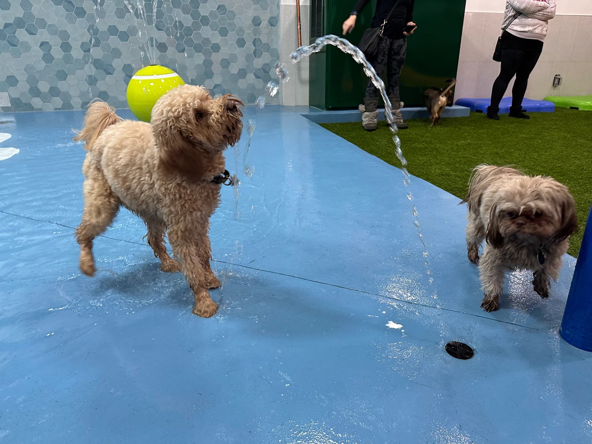 Two dogs having fun in the water