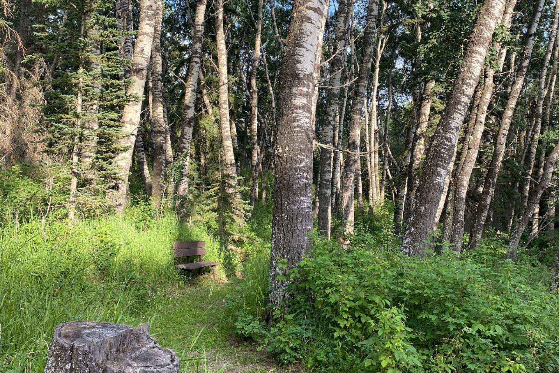 Medicine River Wildlife Centre shows a quiet forest trail with tall trees, lush greenery, and a bench along the path.