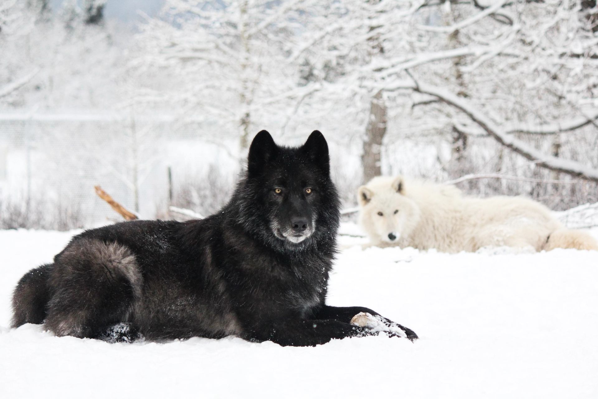 Two wolfdogs resting in snowy landscape at Yamnuska Wolfdog Sanctuary.