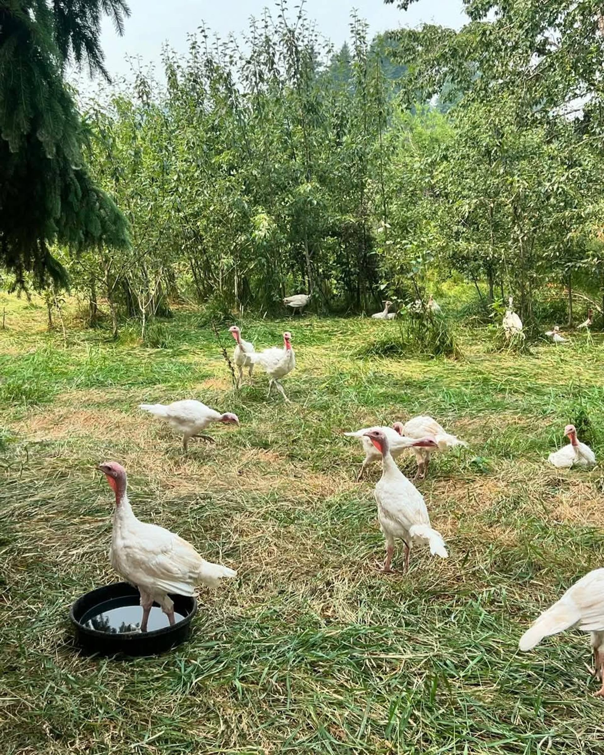 White turkeys walk and drink from a black basin in a grassy, wooded enclosure.