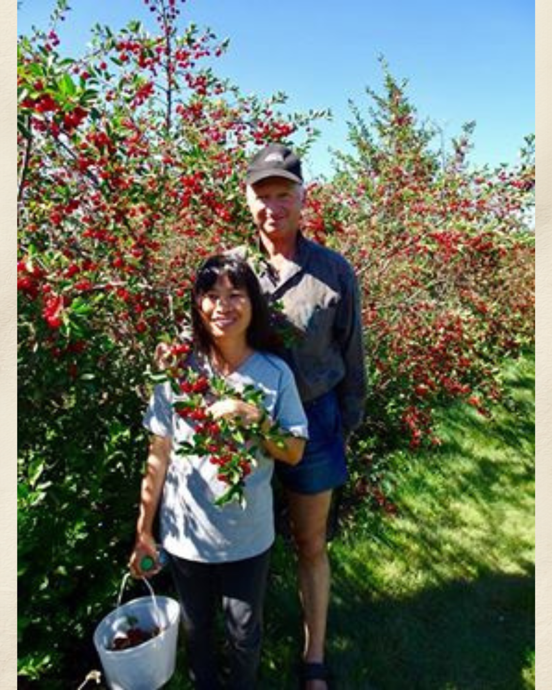 Two people stand among tall cherry bushes, holding branches and a white pail.