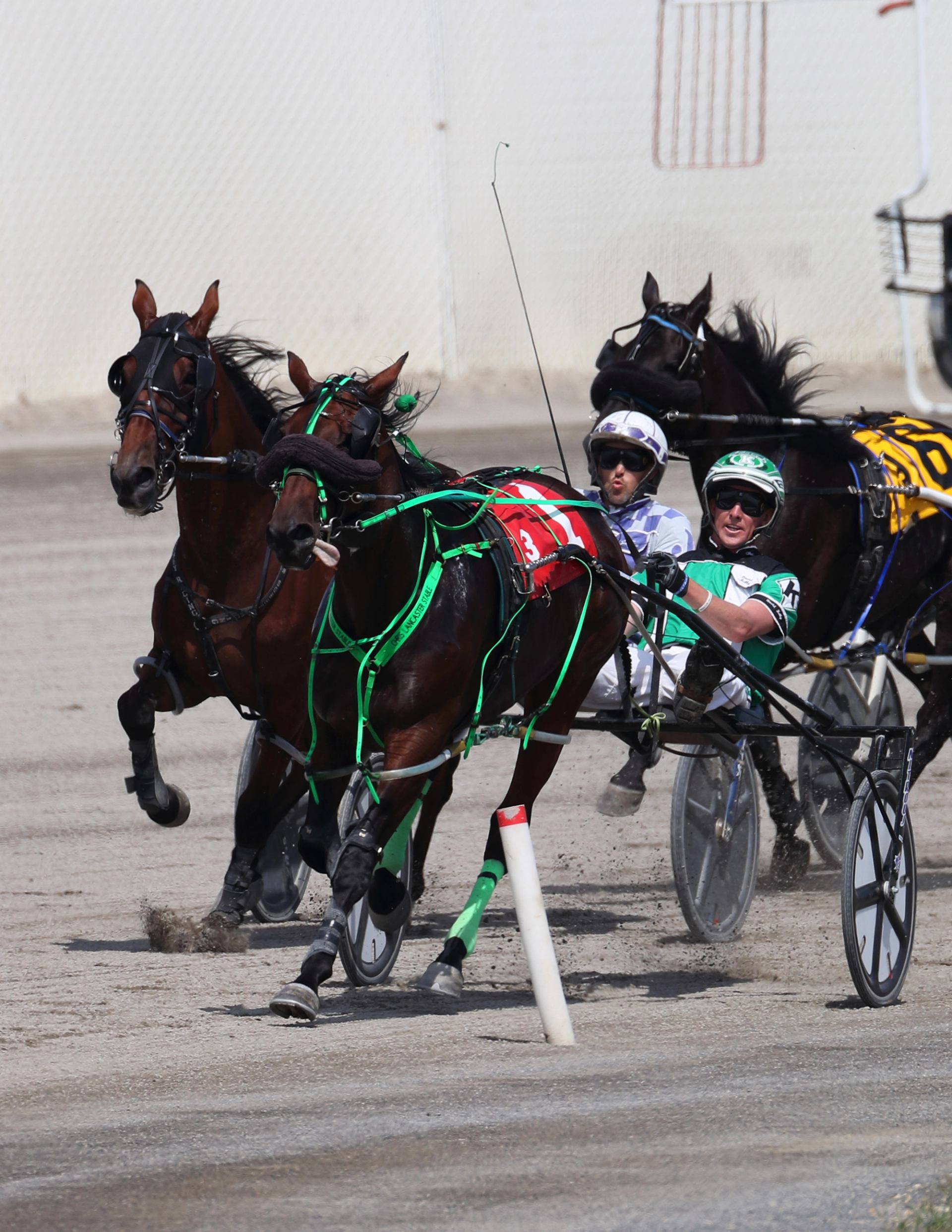 Elegant Standardbred horses racing gracefully on the track at Century Downs, capturing the essence of equestrian beauty and excitement.