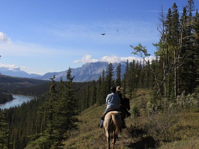 Riding horses on the tail