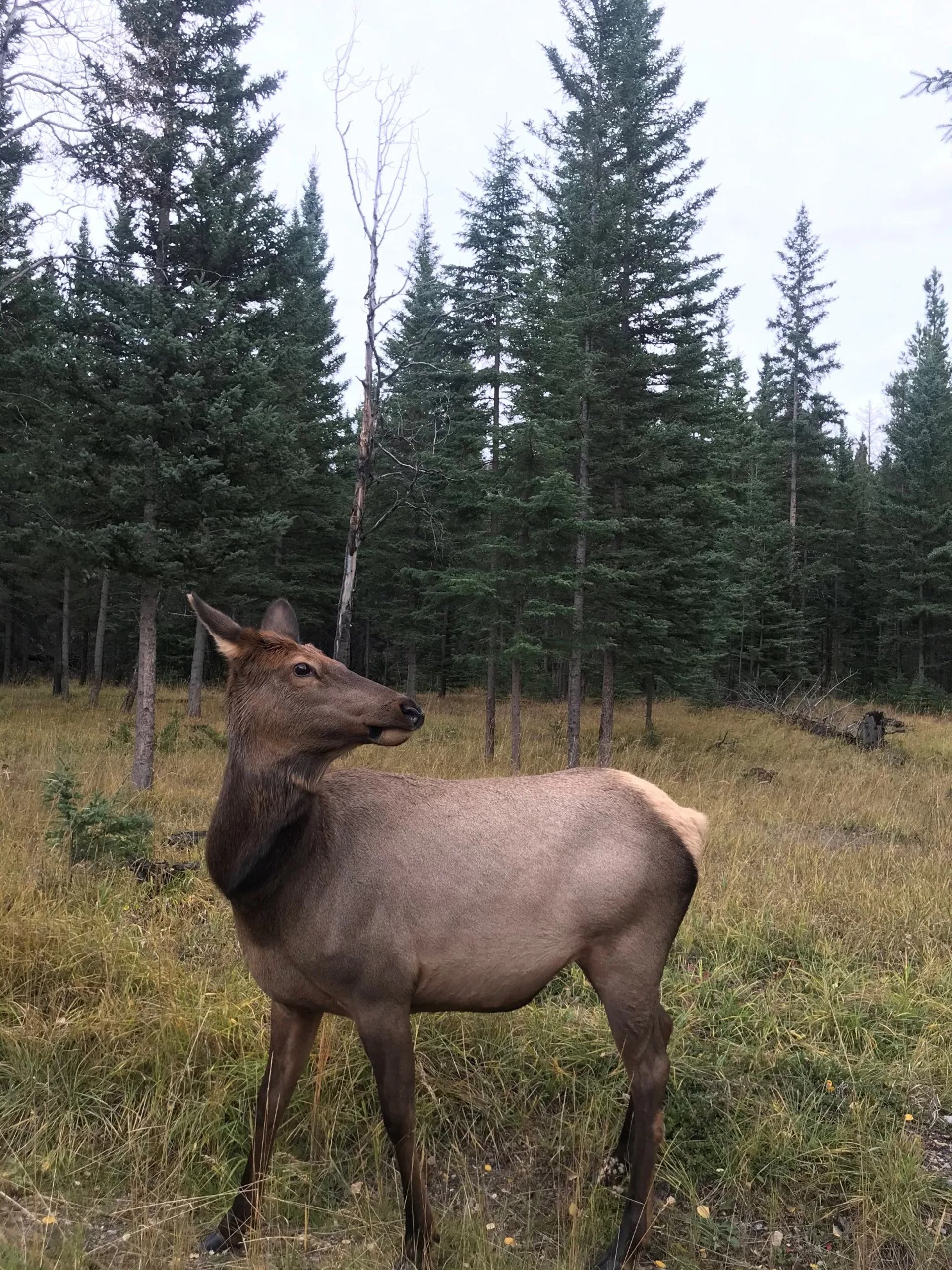 Elk stands in grassy clearing with evergreen trees and overcast sky in background.