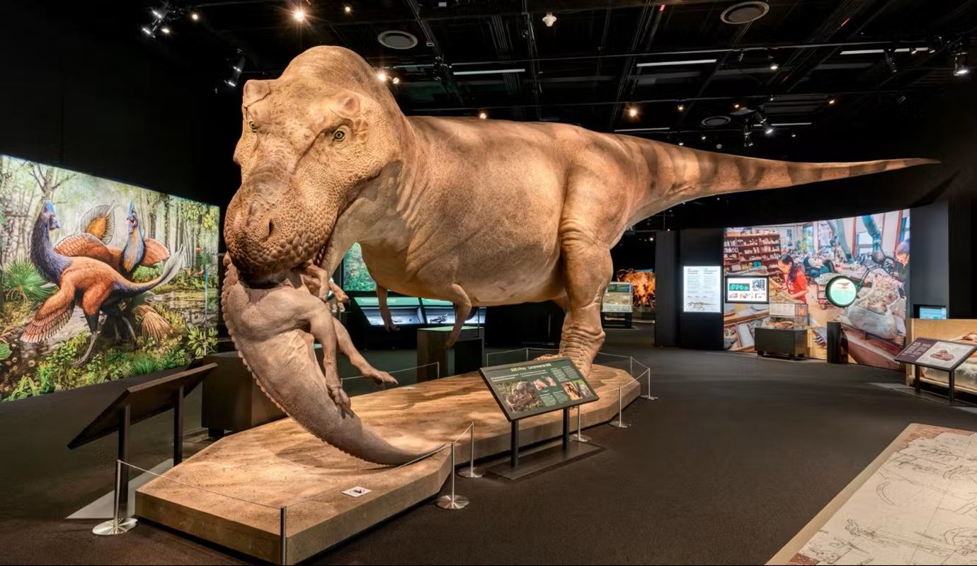 Large dinosaur exhibit shows predator model biting another dinosaur, with museum displays behind.