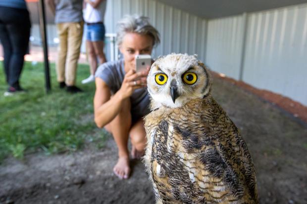 Woman crouching down taking a picture of a small brown owl with her iPhone.