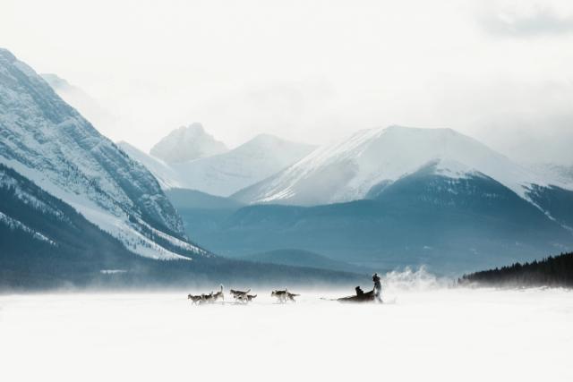 A dog sled crosses frozen Spray Lakes, snowing spraying behind, mountains in the background on a wintery day in Canmore, Kananaskis Country.