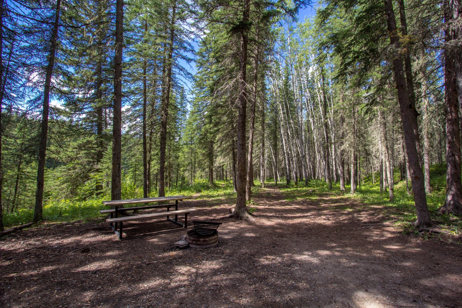Forest campsite with wooden picnic table, metal fire ring and tall trees overhead.