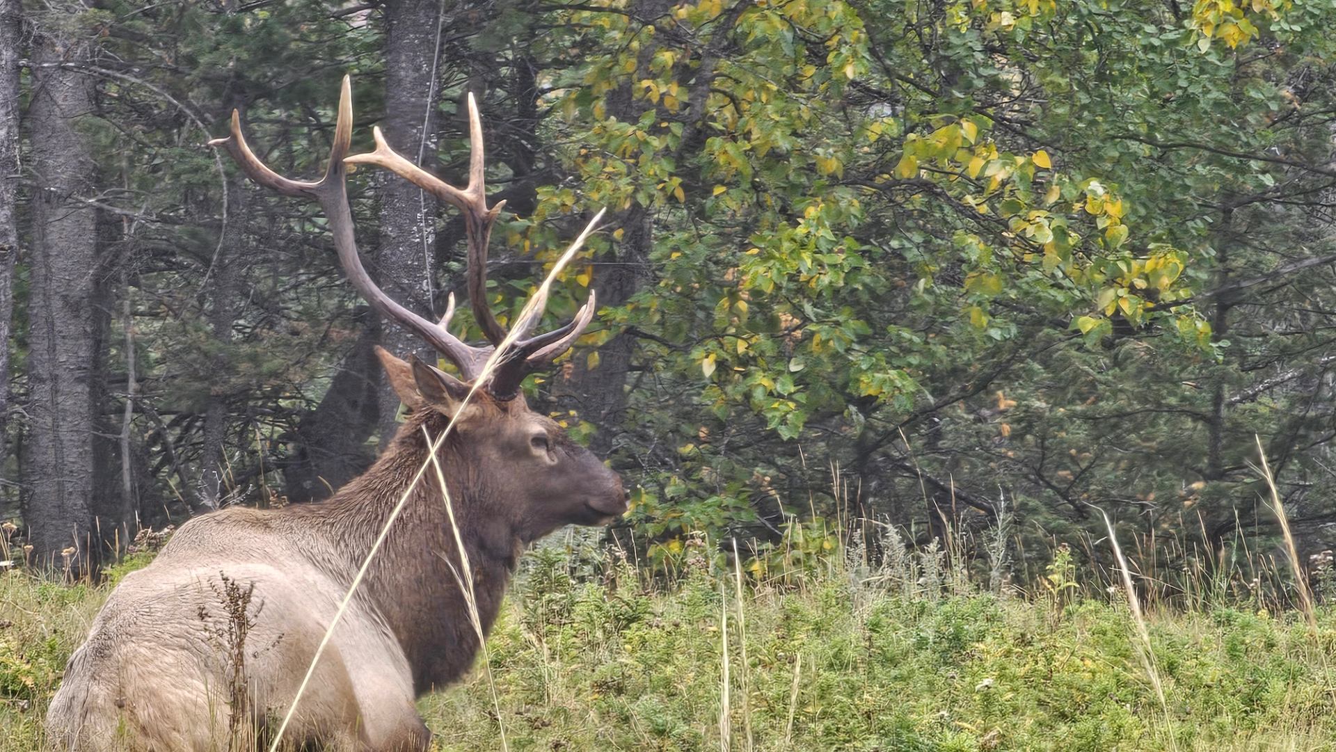 Bull elk with large antlers standing in tall grass beside dense forest.
