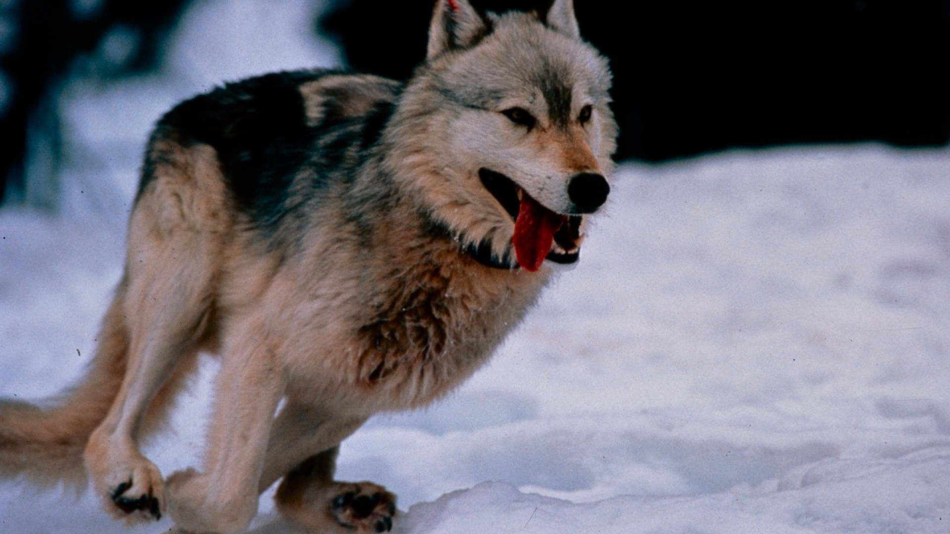Grey wolf runs across snowy ground with tongue out and dark trees behind.