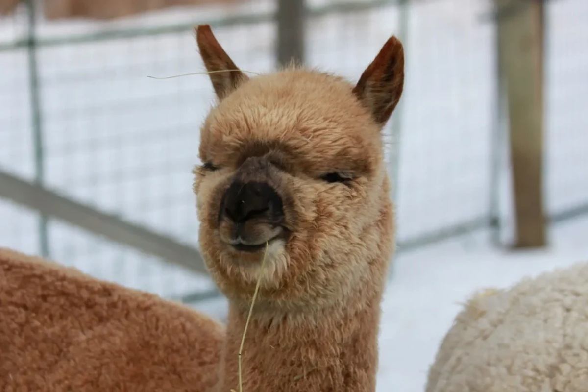 Brown alpaca stands in a fenced enclosure with straw hanging from its mouth.