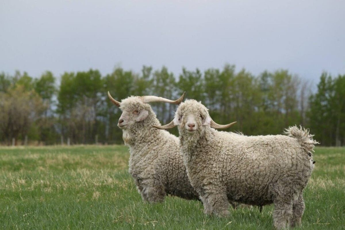 Two Angora goats stand side by side in a grassy field with trees in the background. Their thick, cur