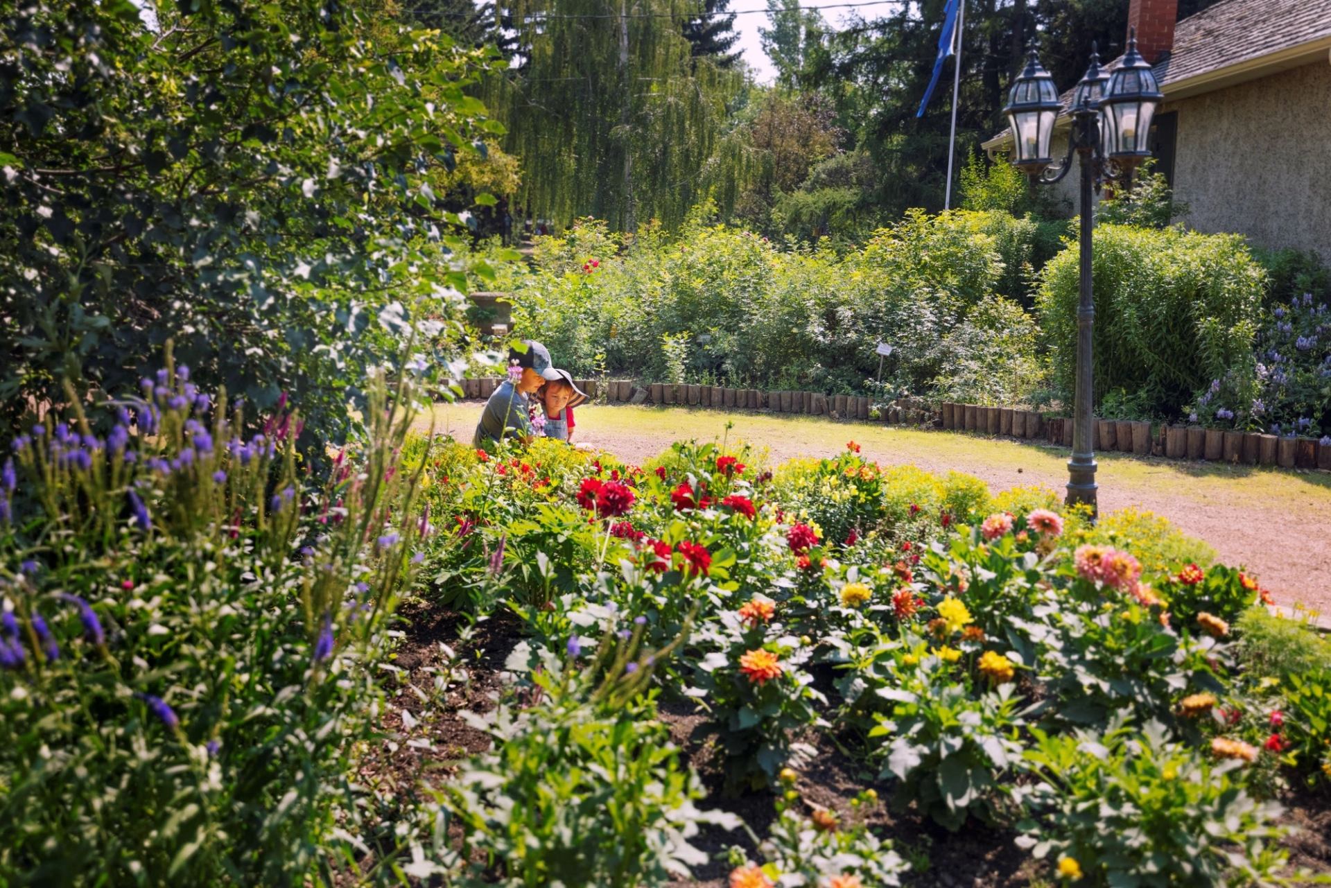 Colorful flower bed along a sunny garden path at The Arboretum in Trochu.