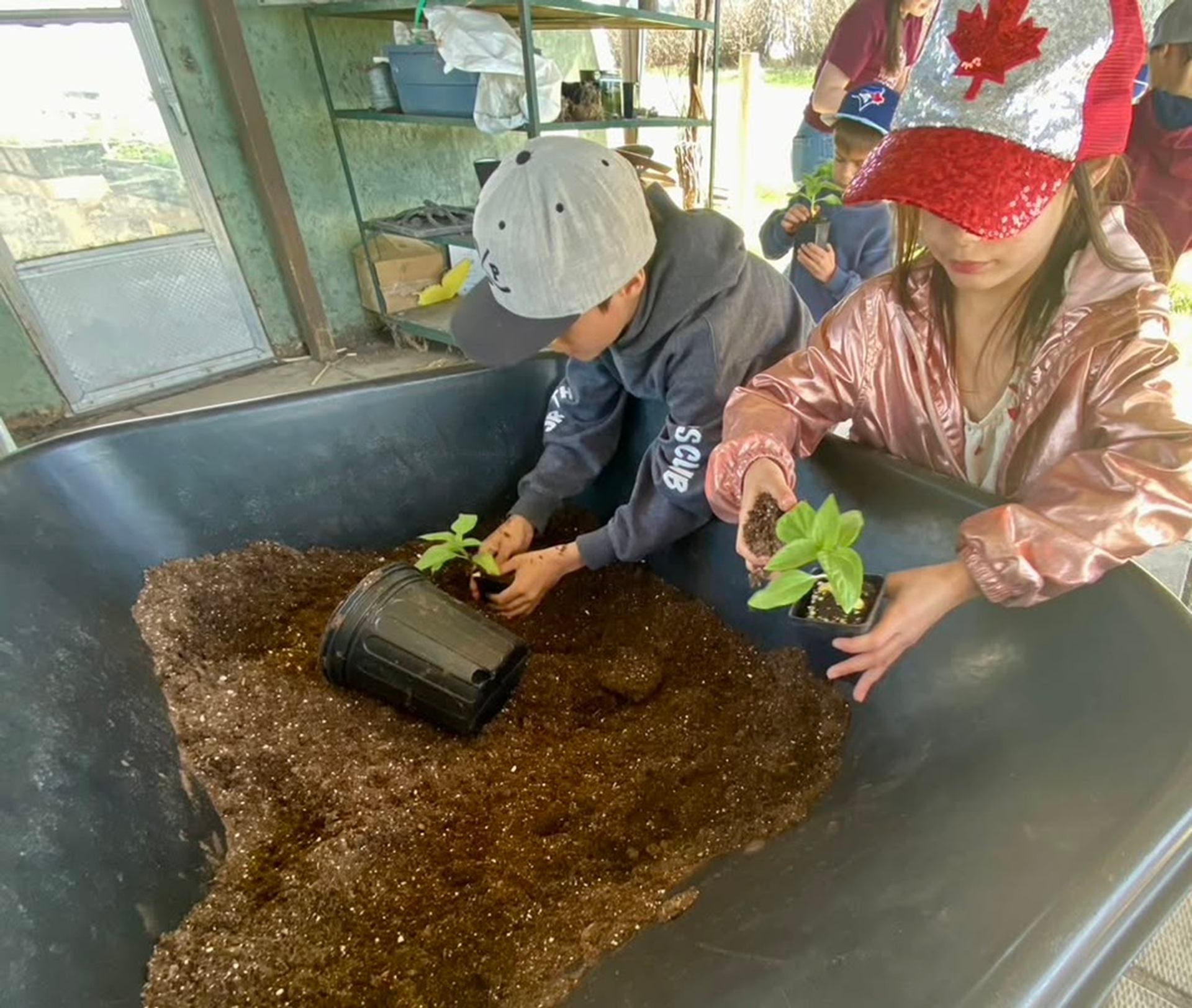 Children in a greenhouse transplant seedlings into soil-filled containers at a large tray.