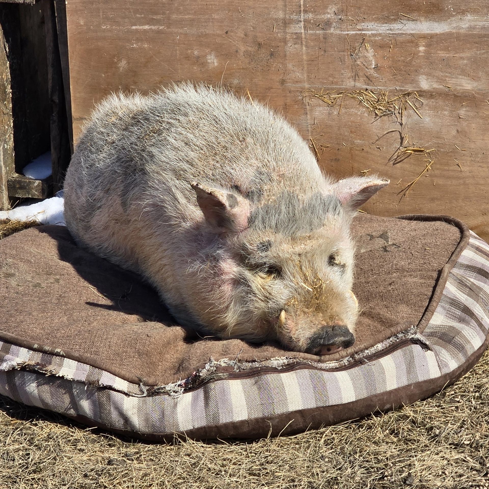 Large pig with coarse fur resting on a worn striped cushion outdoors.