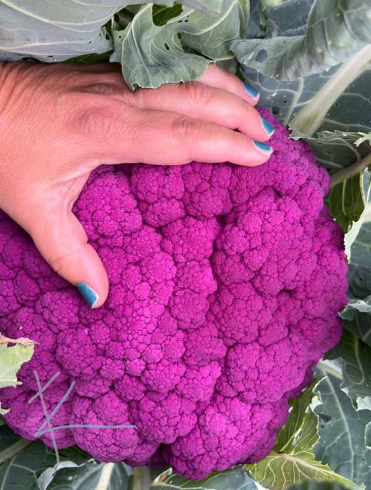 Kross Farm showcases a large purple cauliflower growing among leafy garden vegetables.