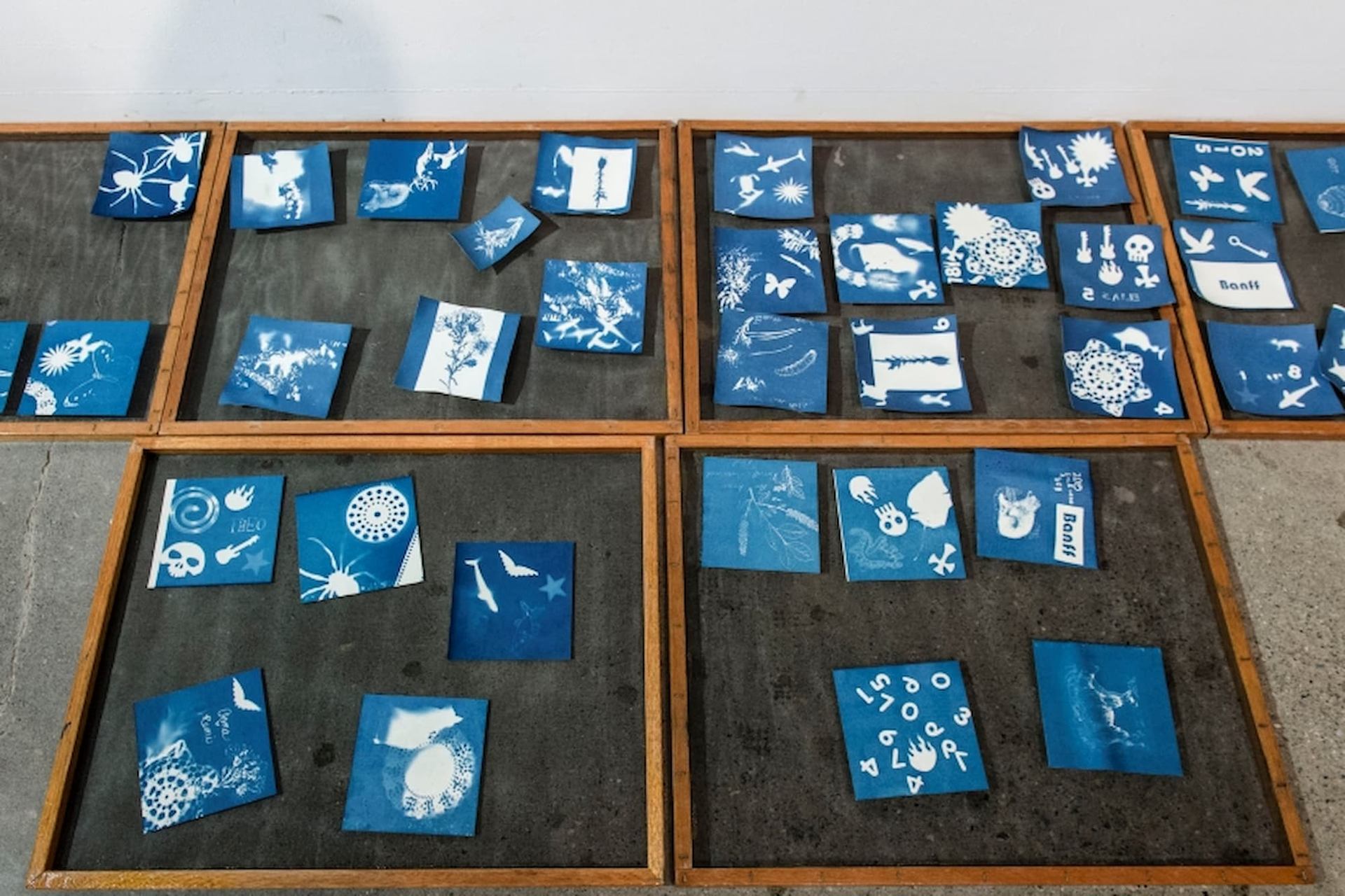 Blue cyanotype prints with white plant, animal and abstract shapes arranged on glass panels.