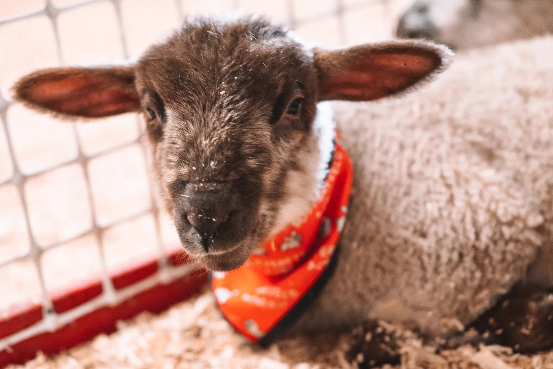 A sheep