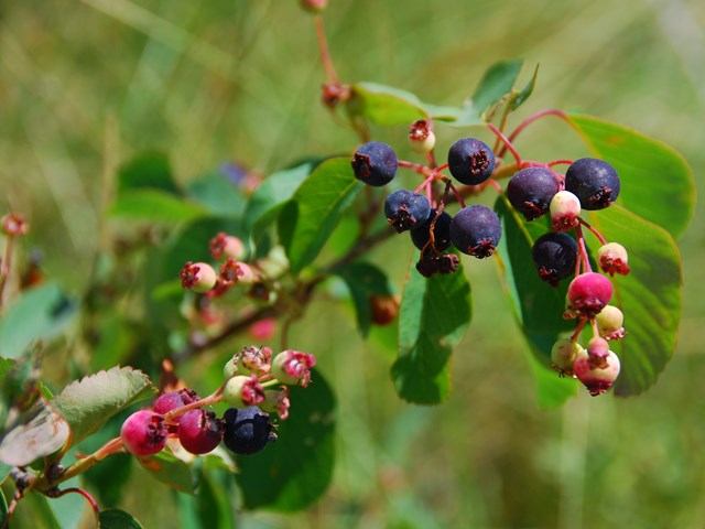 Cluster of ripe and unripe berries on green leafy branch outdoors
