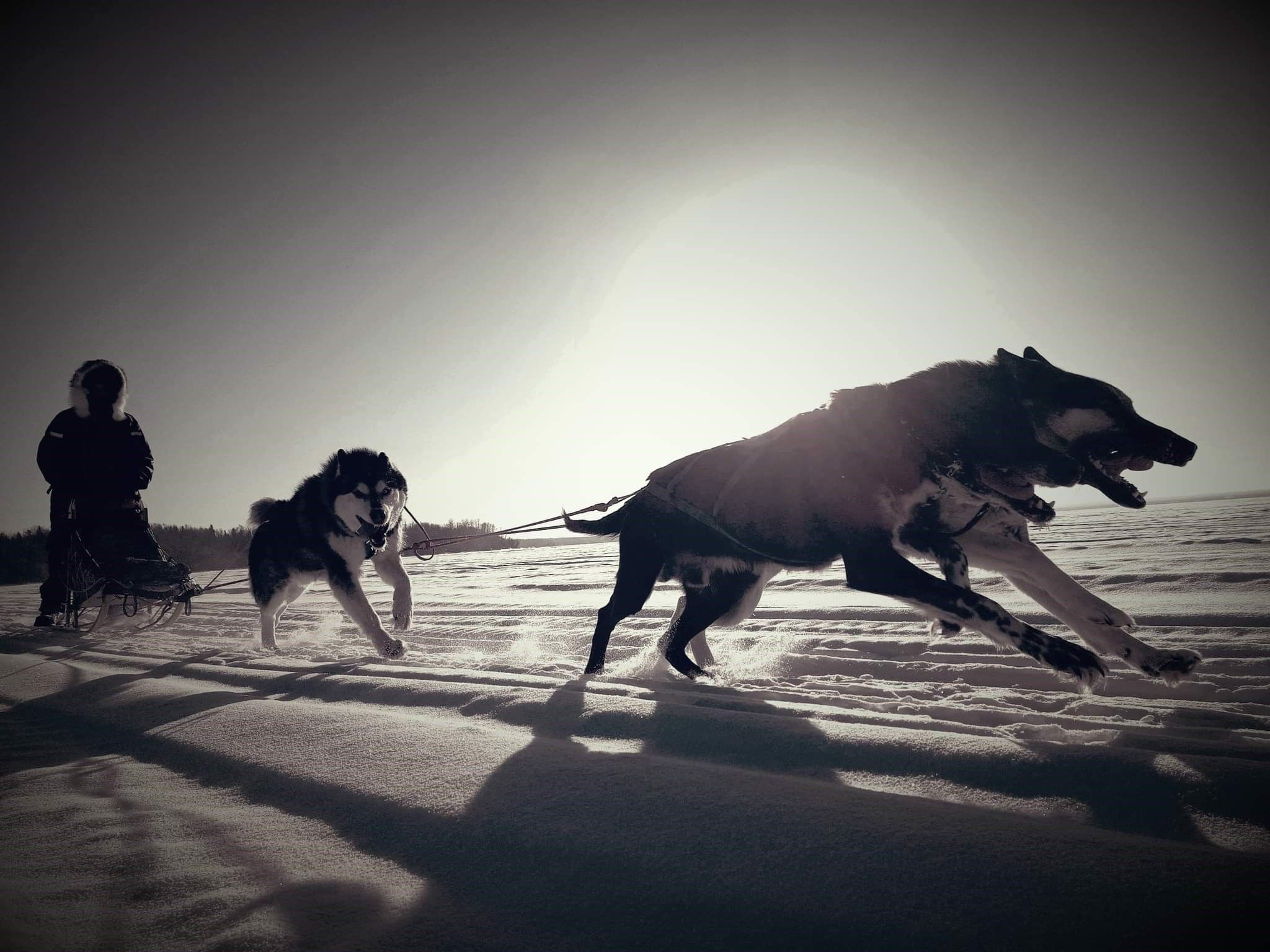 Wild Forest Adventures — Sled Dog Tours | Canada's Alberta thumbnail