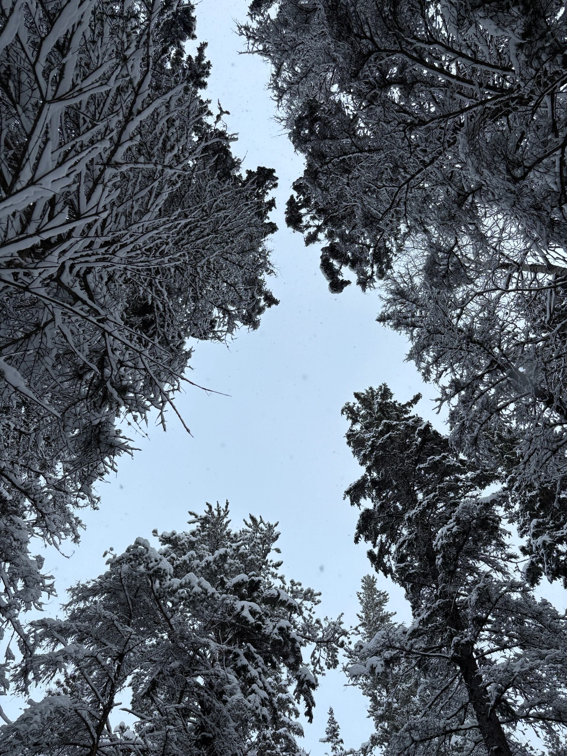 Snow-covered evergreen trees frame a pale sky when looking straight upward.