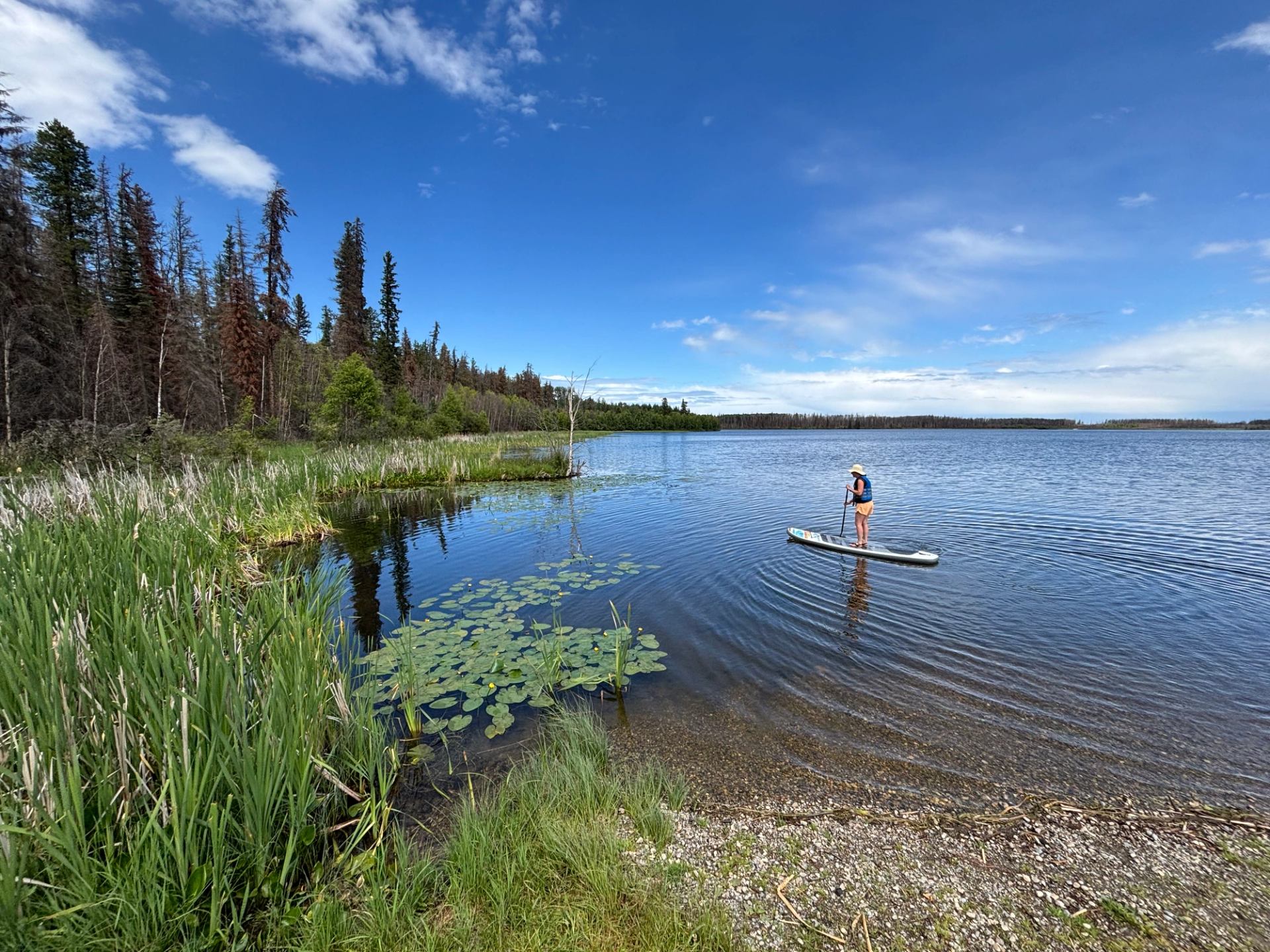 Person paddleboarding on a calm lake with reeds, lilies, and forest along the shore.