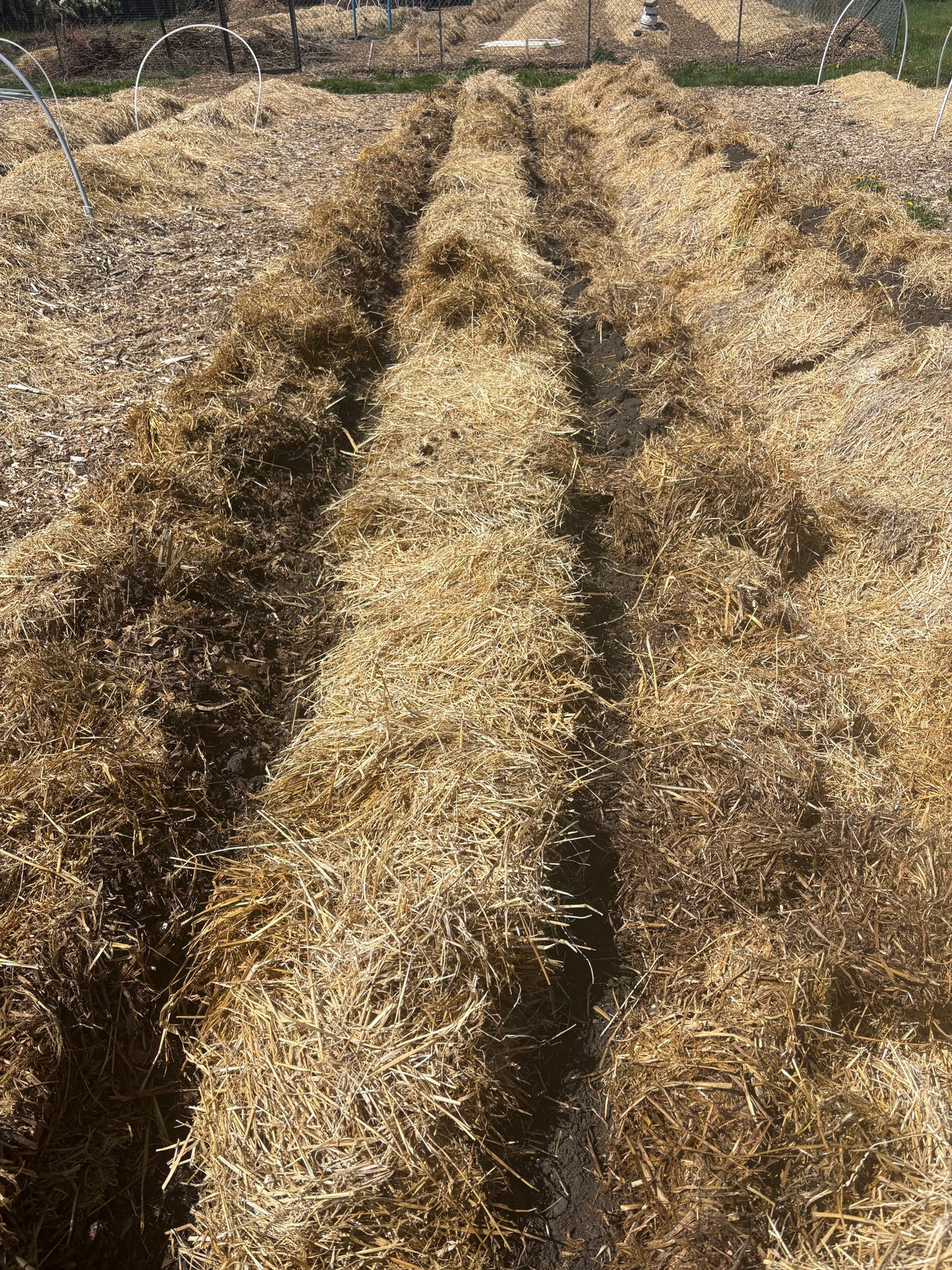 Straw-covered garden rows with narrow soil trenches in an outdoor fenced plot.
