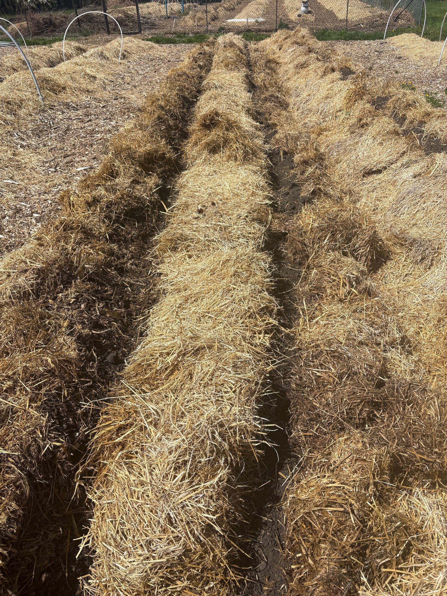 Straw-covered garden rows with narrow soil trenches in an outdoor fenced plot.