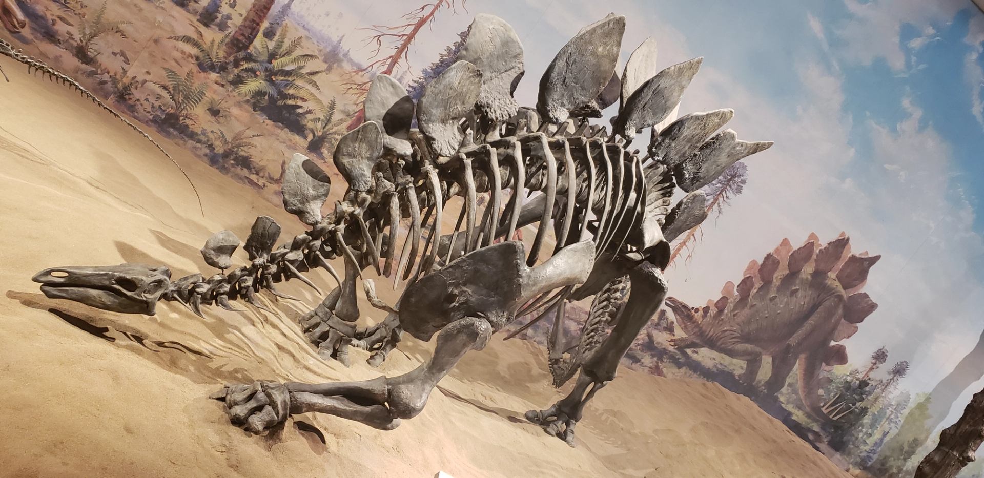 Stegosaurus fossil skeleton displayed in a museum exhibit, set against a painted backdrop of a prehistoric landscape with additional stegosauruses in the background.