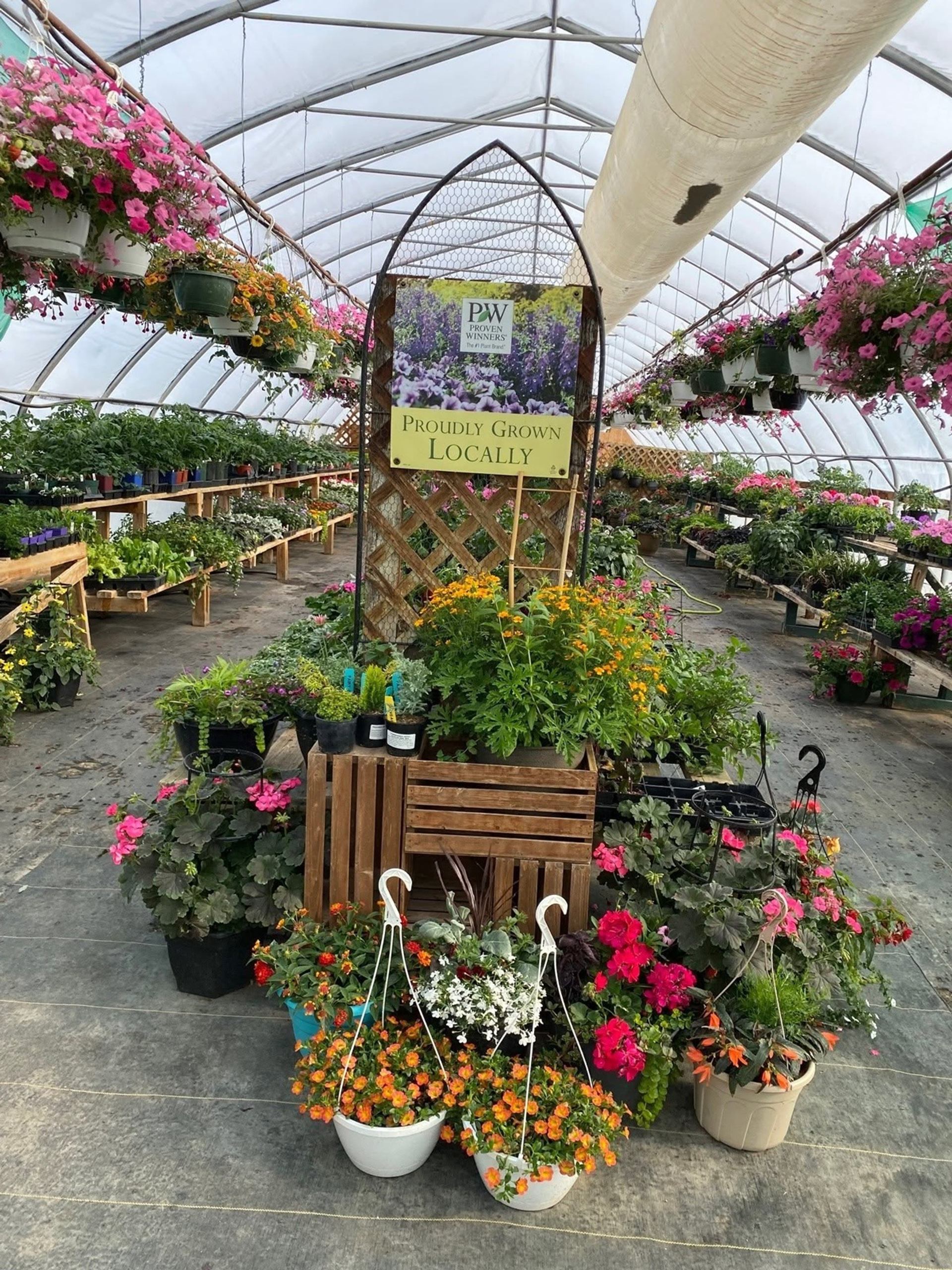 Greenhouse interior with hanging baskets, potted flowers and Proven Winners Proudly Grown Locally sign.