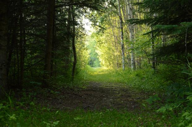 Looking down a trail from a shady section into a beautifully sun-lit section.