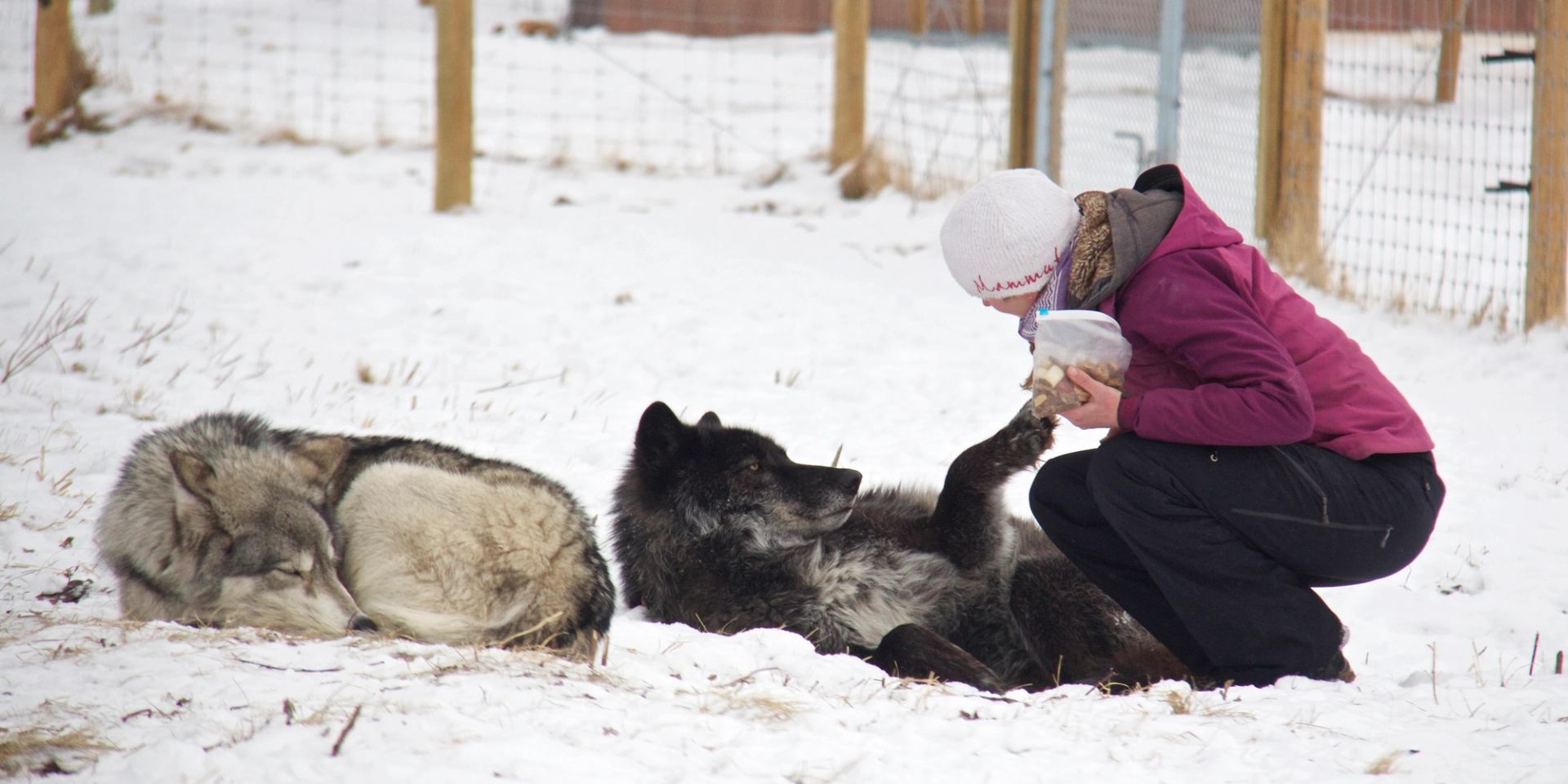 Person feeding a wolfdog while another rests in snow at Yamnuska Sanctuary.