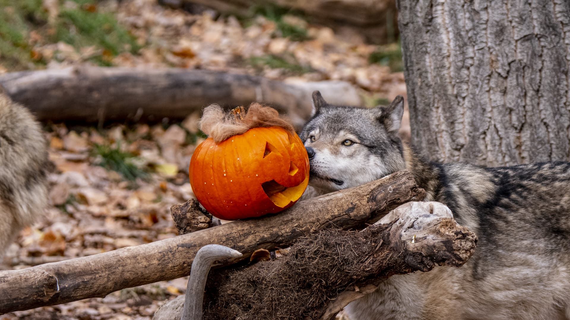 ZooBOO | Canada's Alberta thumbnail