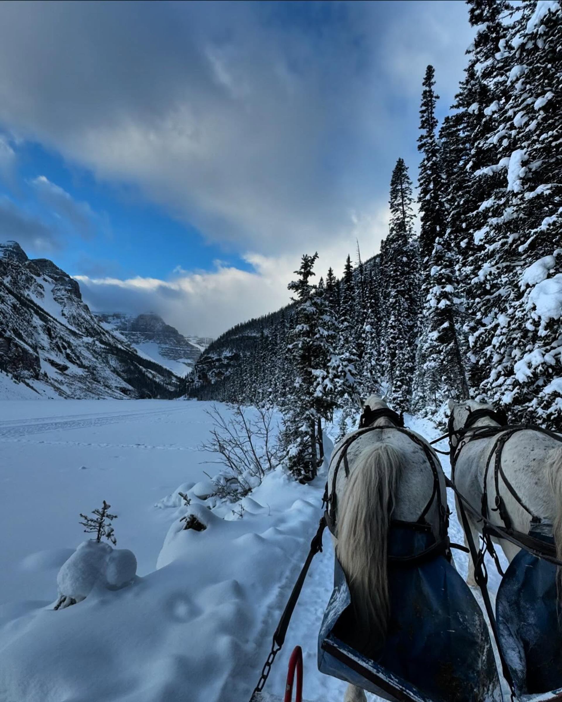 Two horses pull sleigh through snowy forest with mountain backdrop.