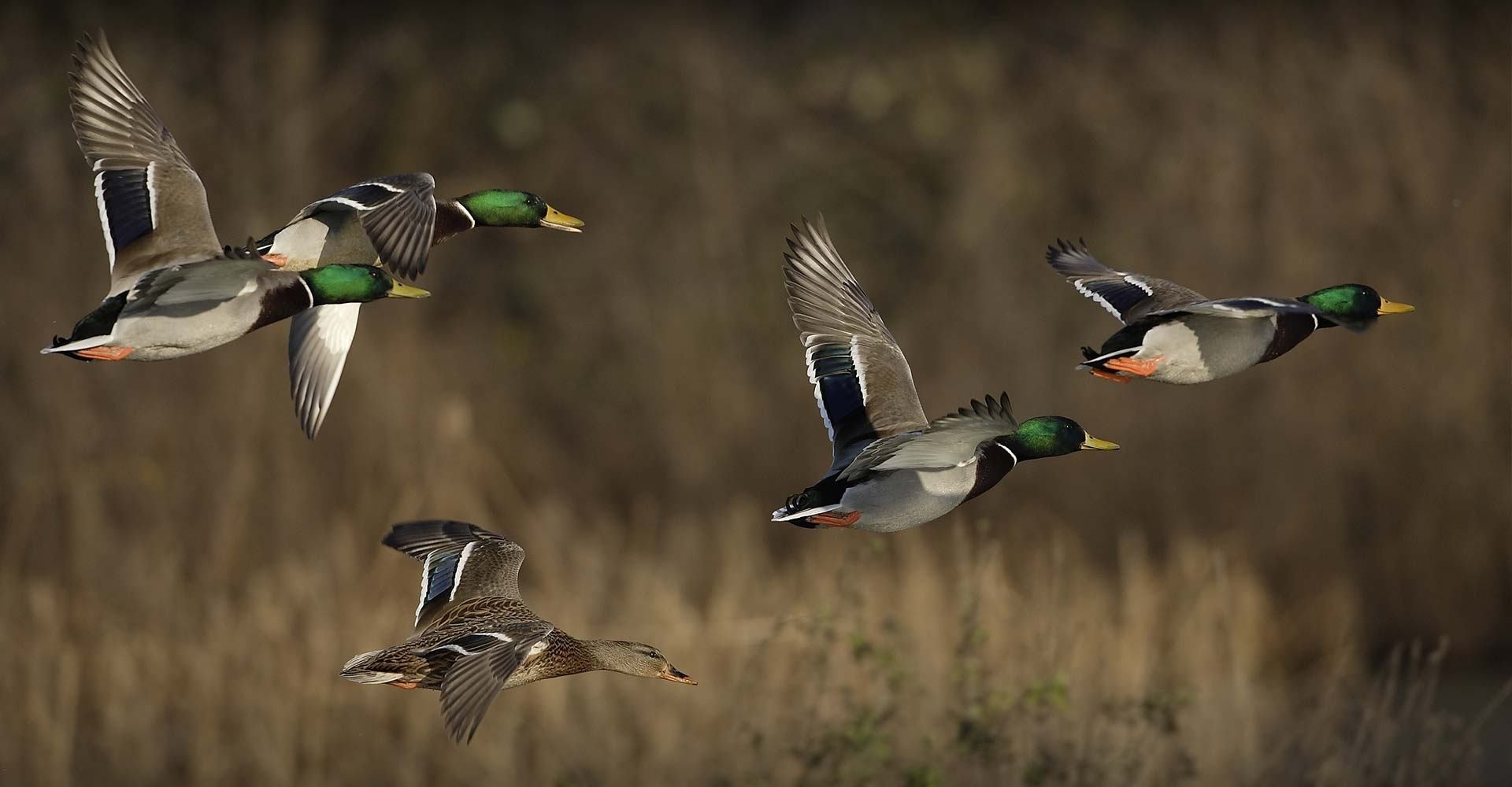Four ducks fly over tall grass, showing green heads and spread wings.