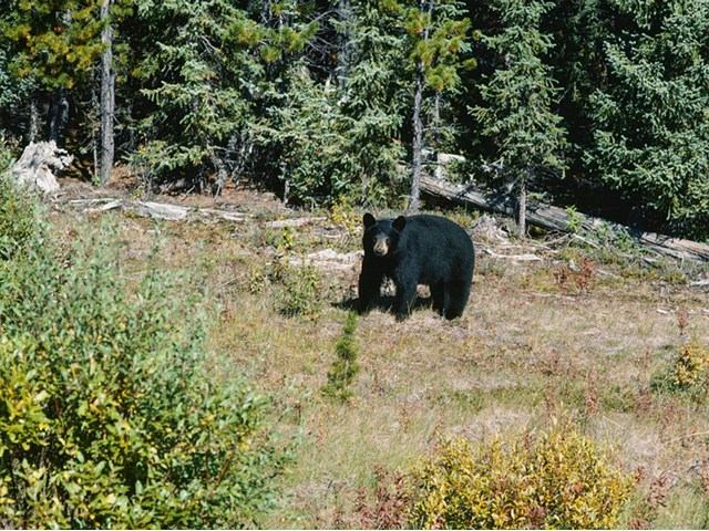 A black bear in the park