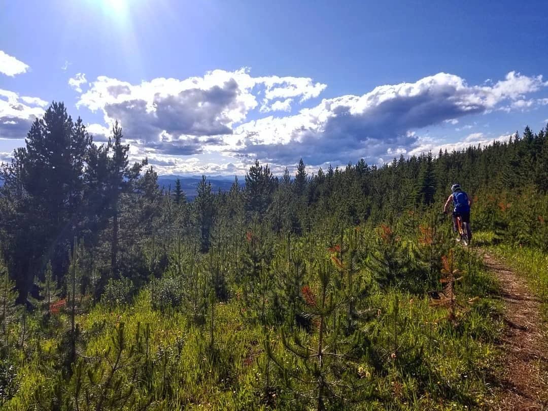 Hiker on a forest trail under sunlit skies surrounded by dense evergreens.