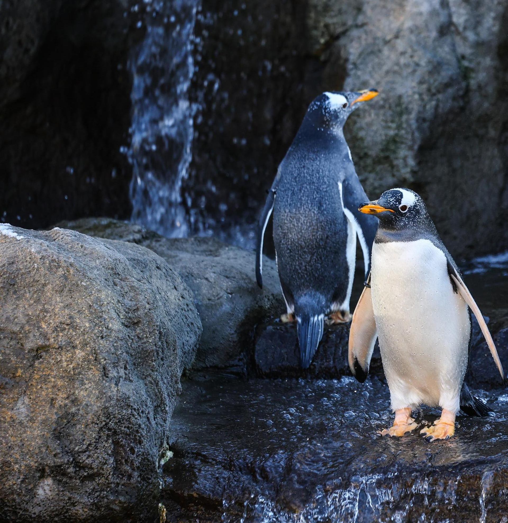 Two penguins standing in shallow water near rocks and a small waterfall.