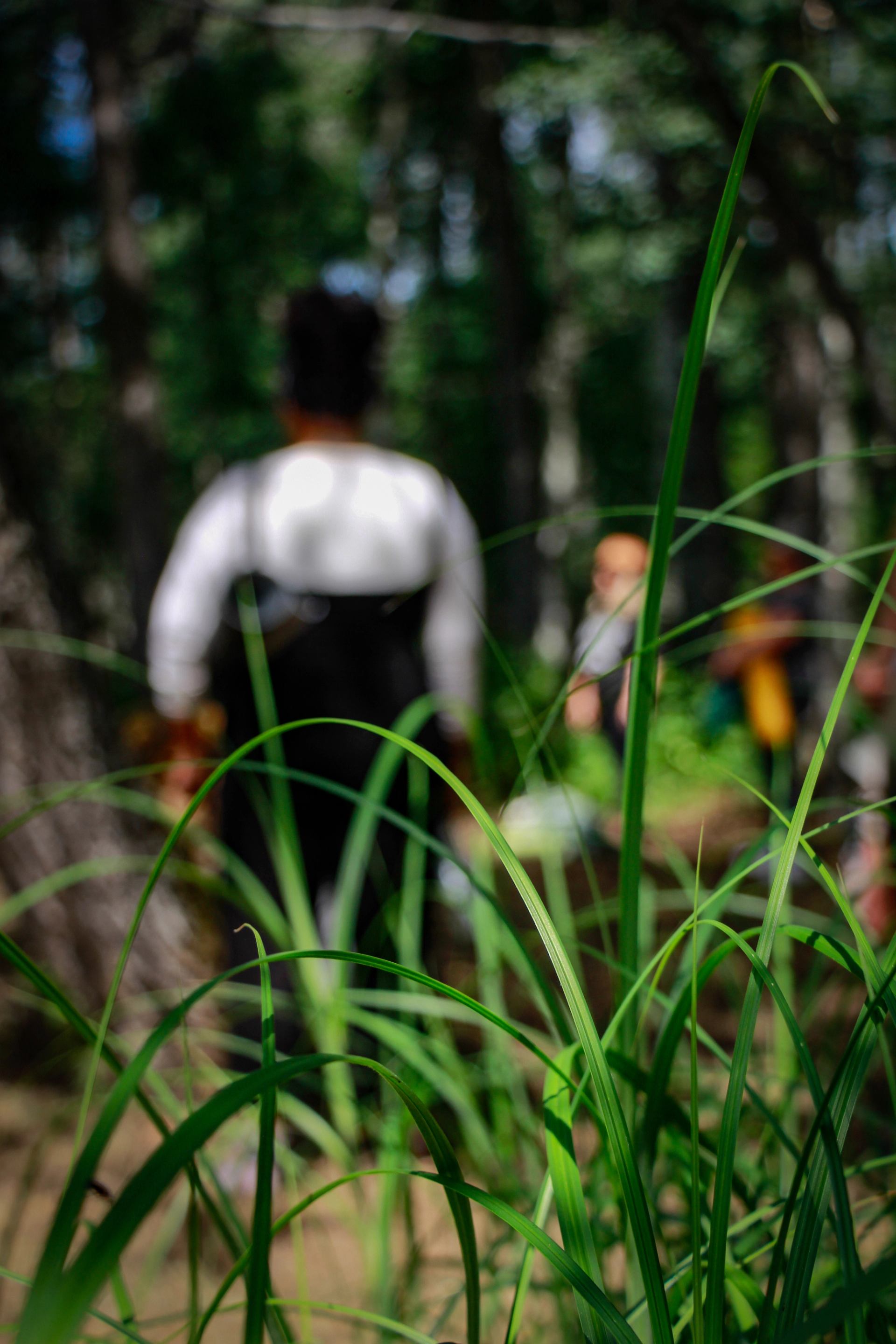 Sharp green grass in the foreground, with blurred people walking through a wooded area behind.