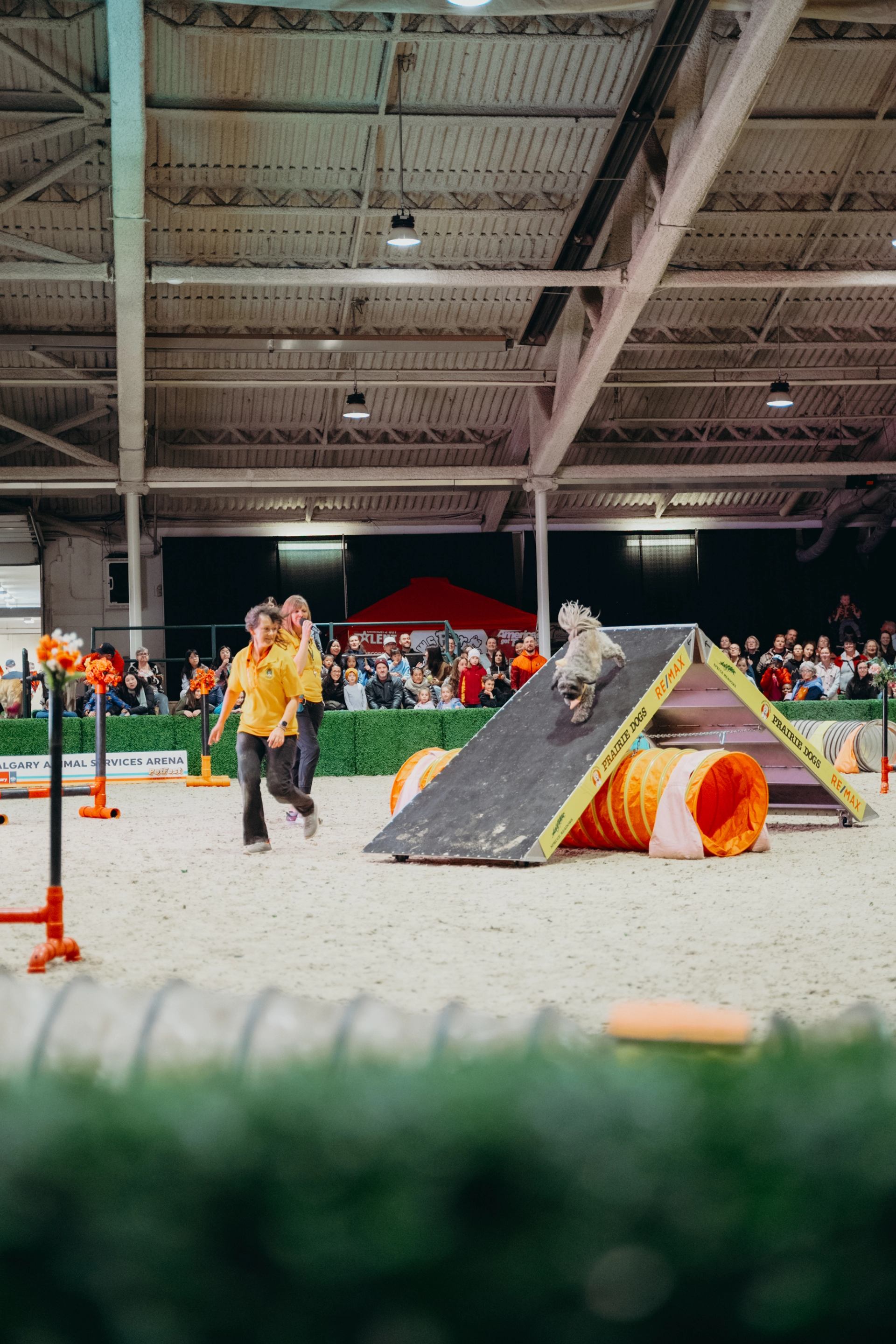 A dog races over an obstacle on an agility course as trainers guide nearby.