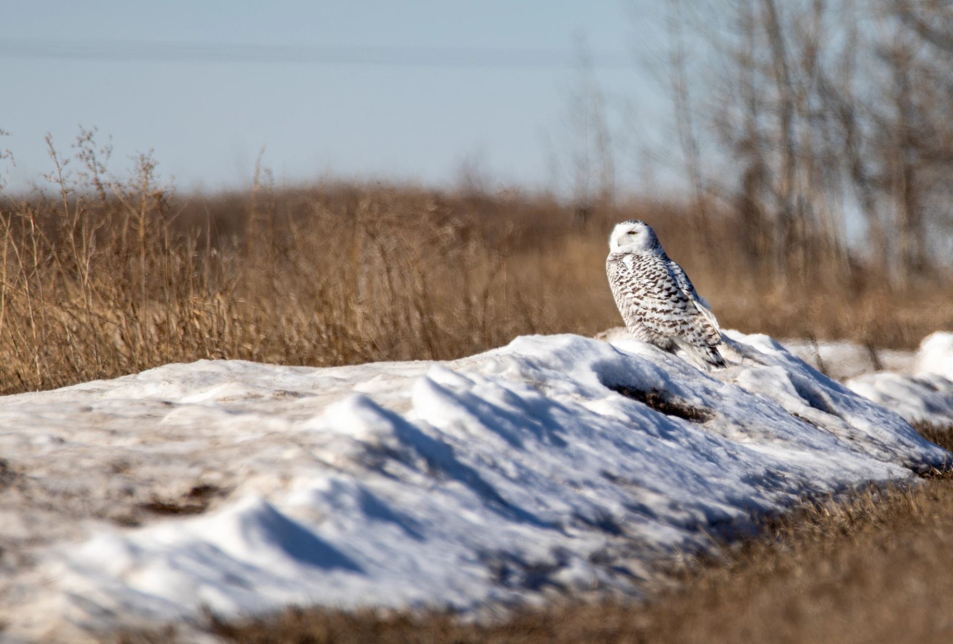 Snowy owl perched on a snowy ridge in an open winter field.