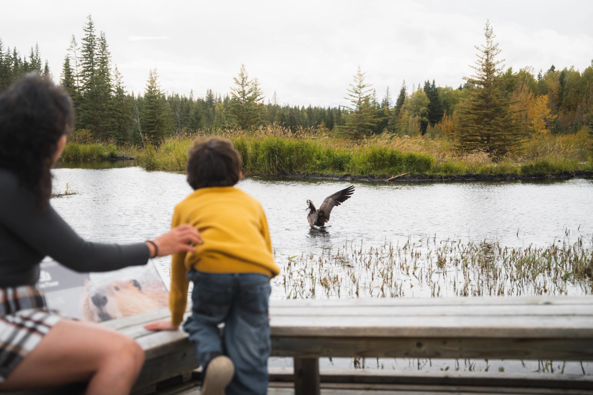 Child and adult observe a bird taking off from the water at Maxwell Lake.