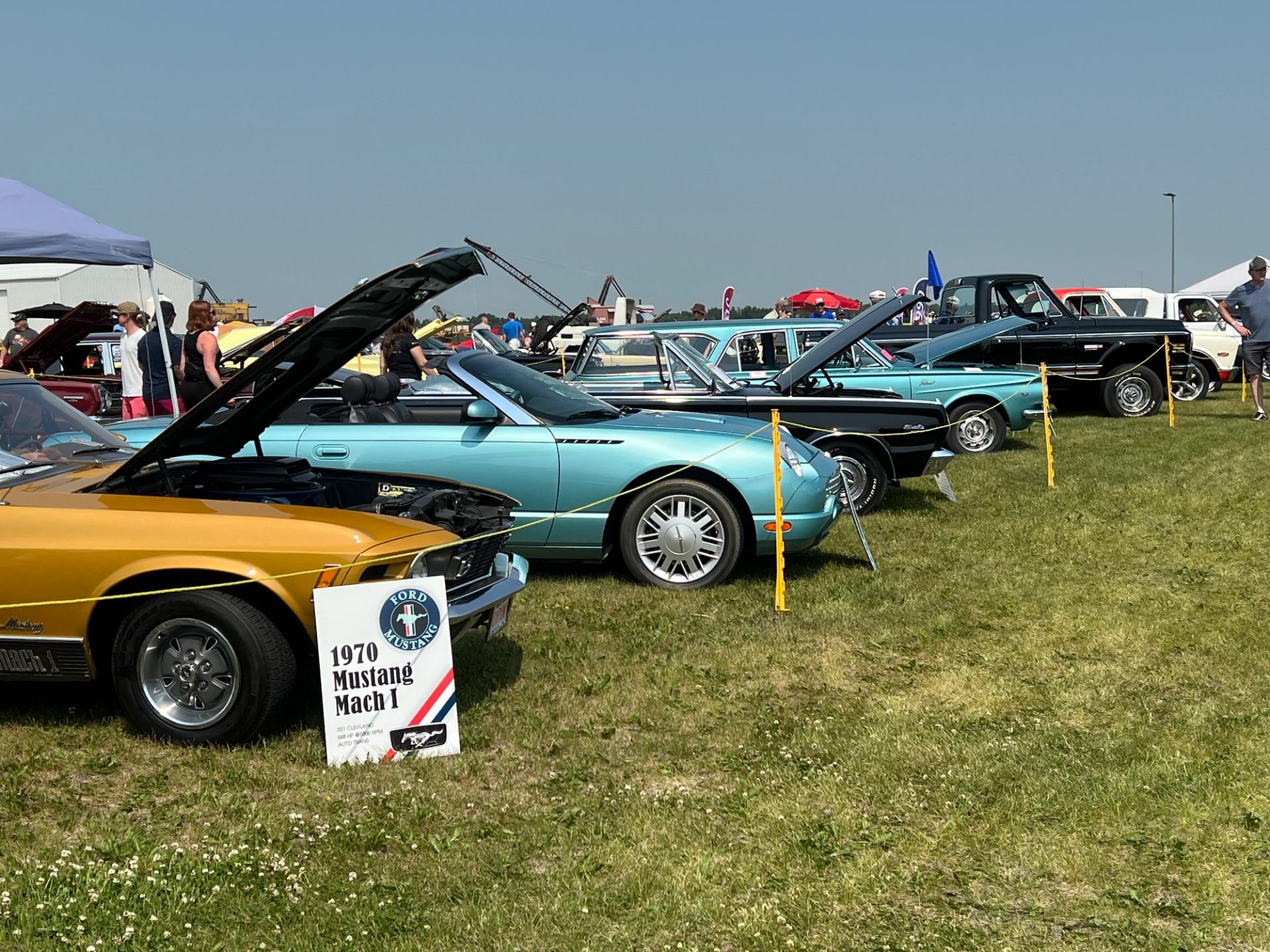 Several Mustang models displayed with hoods open on a grassy lot.