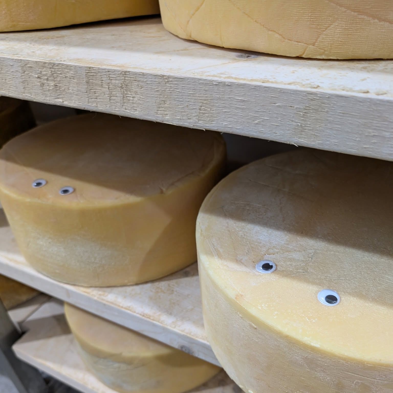 Lakeside Farmstead showcases artisan cheese wheels aging on wooden shelves.