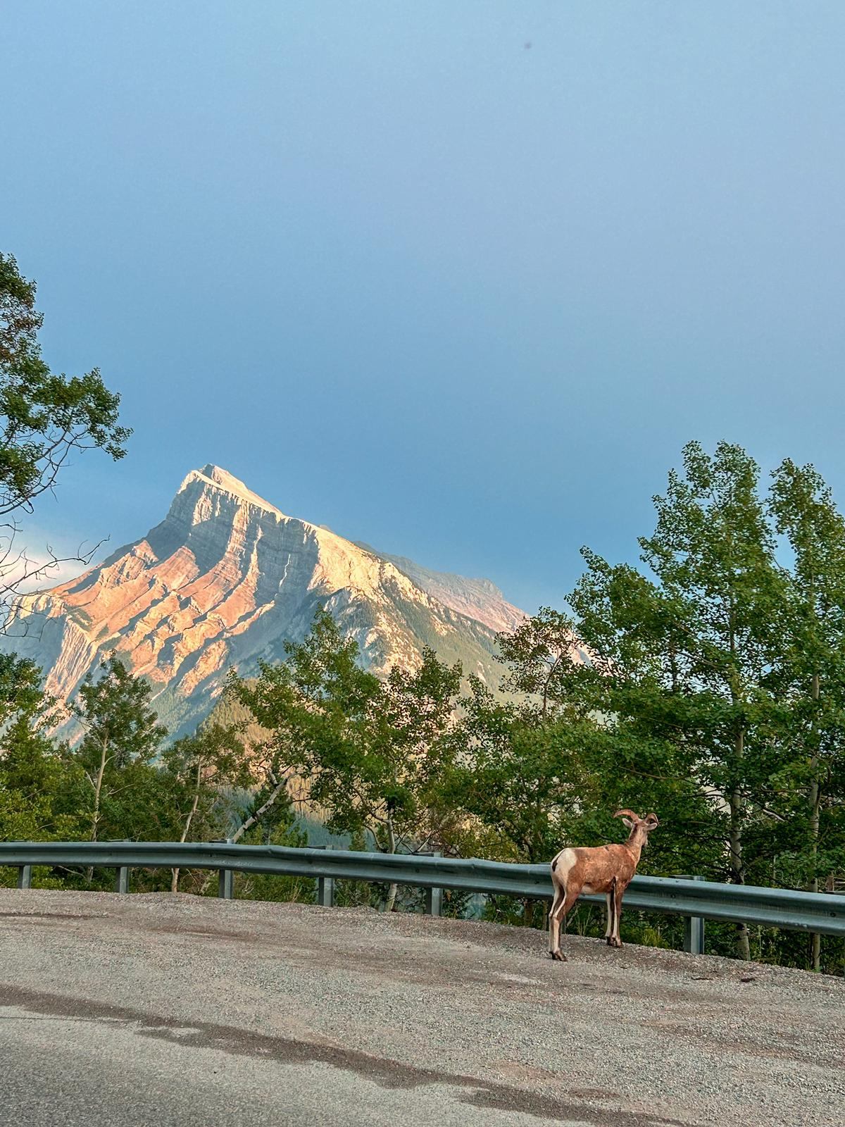 A deer stands on a road with green trees and a sunlit mountain under a blue sky.