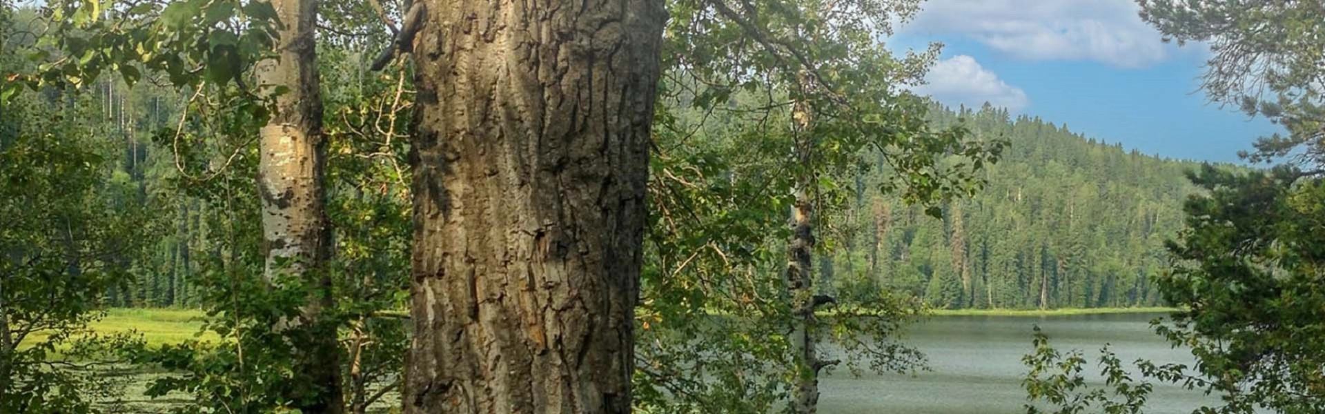 Tree trunk and leafy branches frame a lake and forested hills under clouds.