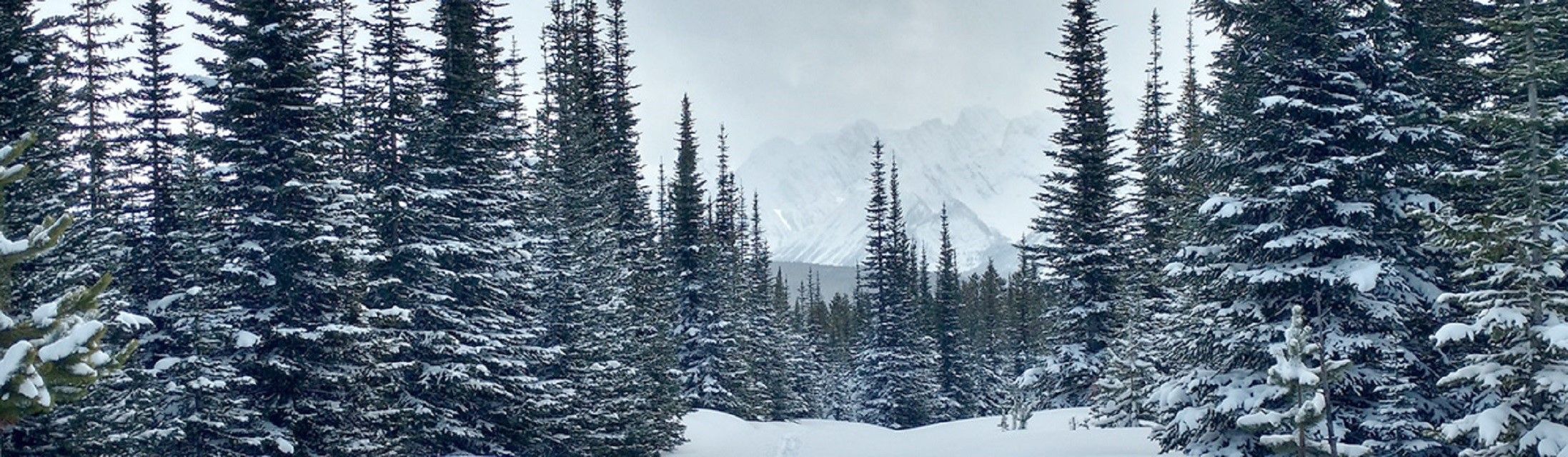 Bow River Campground | Canada's Alberta thumbnail