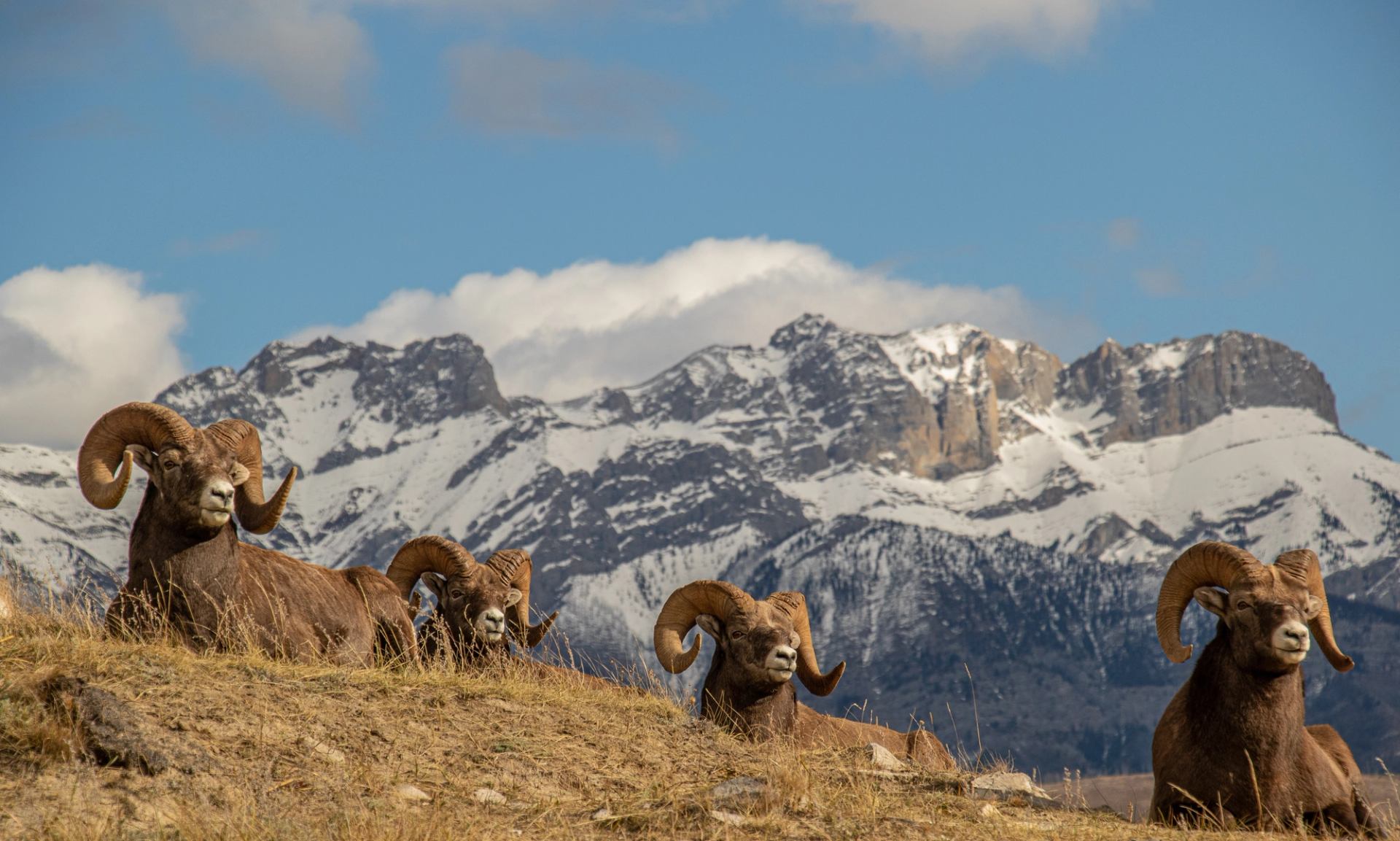Bighorn sheep rest on dry grass with snow-covered mountain range in background.