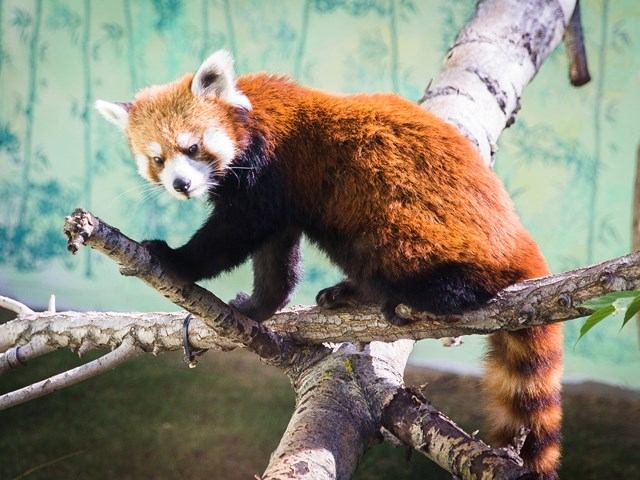 Red panda perched on a branch in its enclosure at Edmonton Valley Zoo.